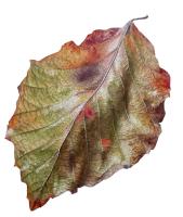 Nature's Tapestry Beech Leaf -Fagus sylvatica