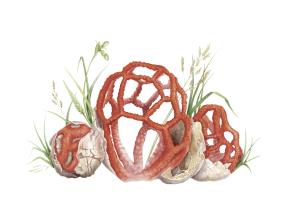 Clathrus ruber