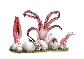Clathrus archeri