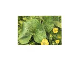 Marsh Marigold 