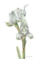 Chloraea magellanica