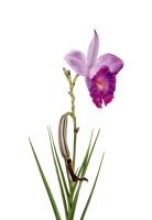 Bamboo orchid #2