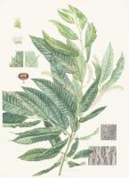 Castanea crenata Siebold & Zucc.