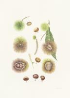 Castanea crenata Siebold & Zucc.
