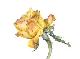 Autumn Rose. Exquisite Withering.