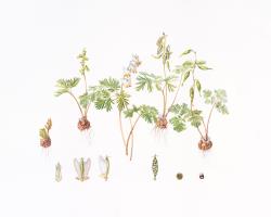 Dutchman’s Breeches