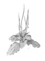 Plantago Major