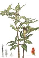 Arisaema takesimense Nakai