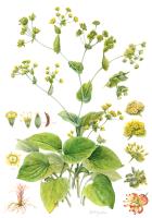 Bupleurum latissimum Nakai