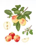 Apple 'Bethan'