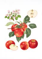 Apple 'Hamid's Red'