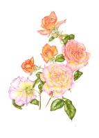 Rosa Fragrant Delight