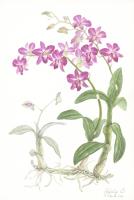 Purple Dendrobium Orchid