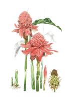 Etlingera elatior
