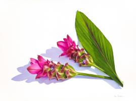 Curcuma