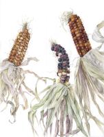 Zea mays L