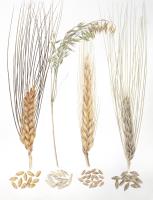 Grains of Izmir