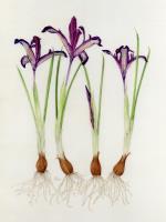 Iris reticulata