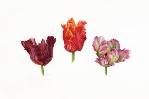 Parrot Tulips