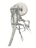 Evolution of Form