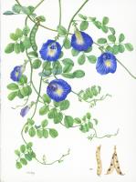 Butterfly Pea (Clitoria ternatea L.)