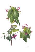 Dombeya elegans