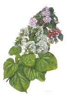 Dombeya umbellata