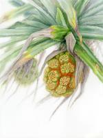 Wind at the Devil’s Tears / Pandanus tectorius