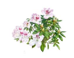 Azalea ‘Orchid-like’