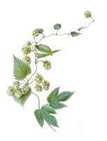 Hops: Green Lace