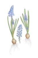 Muscari: Seen and Hidden