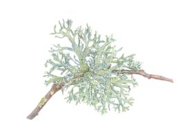Labyrinth of Illusions. Oakmoss. Evernia prunastri