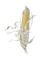 Corn "Galadriel" (Zea mays)