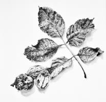 Juglans regia