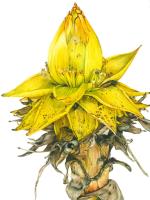 Musella Lasiocarpa