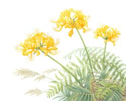 Golden Spider Lilies on Keelung Islet