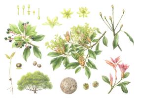 Machilus thunbergii