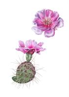 Opuntia basilaris