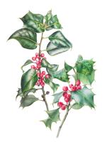 Ilex aquifolium