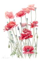 Flanders poppy
