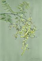Chinese scholar tree