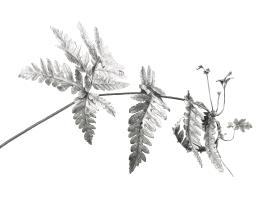 Tectaria gemmifera (Snail fern)
