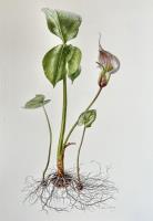 Arisaema candidissimum