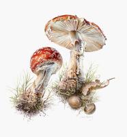 Amanita muscaria