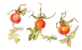 Rosa rugosa rosehips