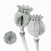 Poppy seed heads