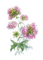 Saponaria officinalis