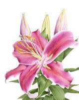 Look Up Stargazer!  Lilium orientalis