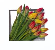 "A bunch of garden tulips". Botanical name: Tulipa x gesneriana (L.)