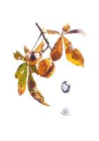 Chestnut Branch